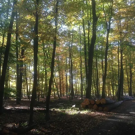 Ginkgo Biloba Nyaraló Malsbenden