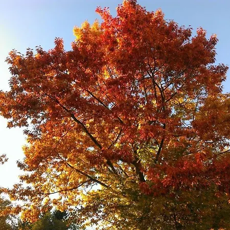 Ginkgo Biloba Nyaraló *