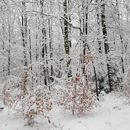 Nyaraló Ginkgo Biloba *