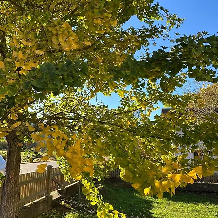 Nyaraló Ginkgo Biloba *