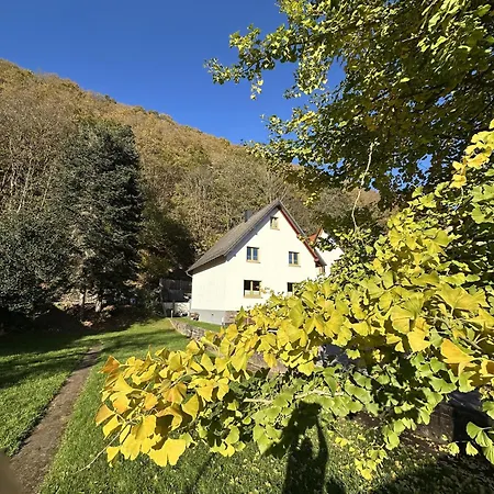 Ginkgo Biloba