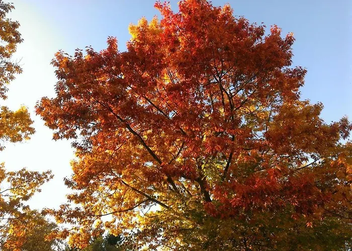 Ginkgo Biloba 펜션 *