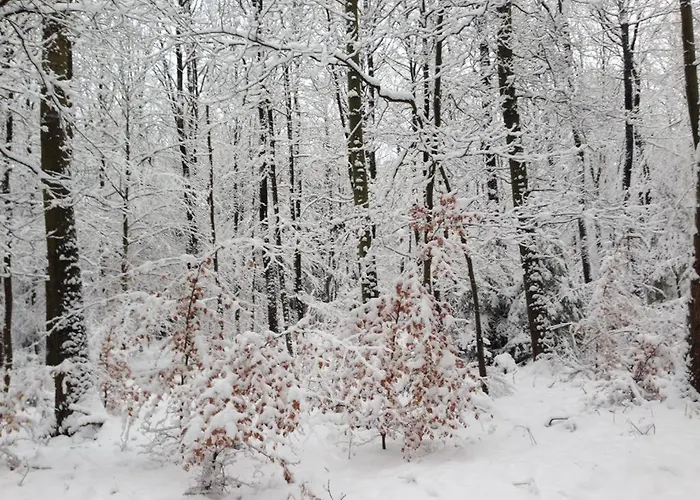 펜션 Ginkgo Biloba *