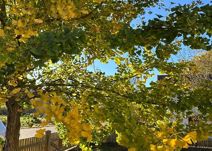 بيت للعطل Ginkgo Biloba *